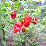 Peste, porumb, mazare, napi