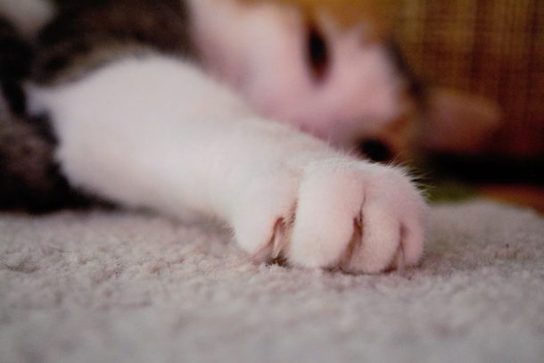 DSC_0285 (2)
