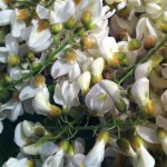 Piept de rata cu sos de portocale