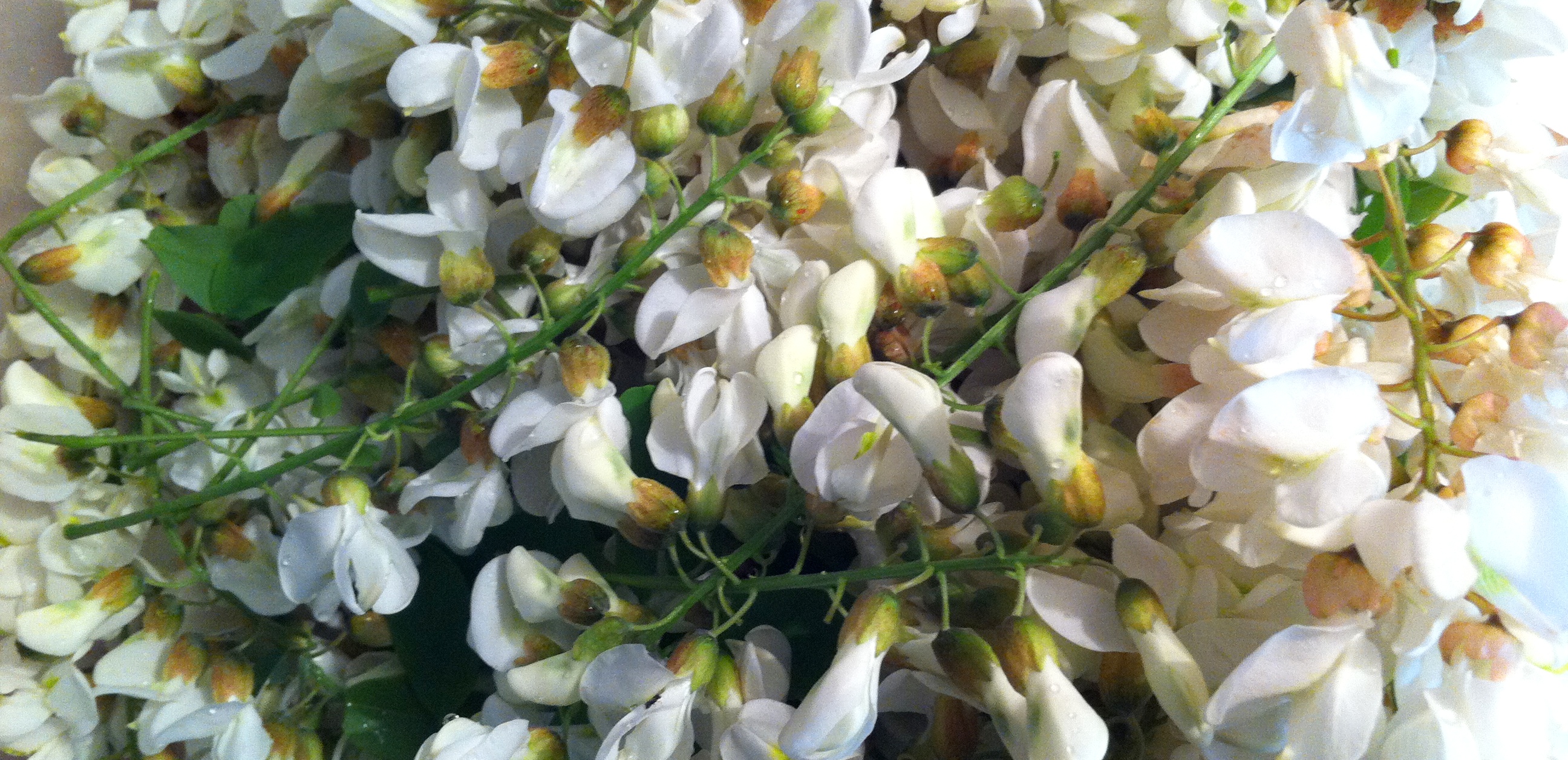 Clatite cu flori de salcam